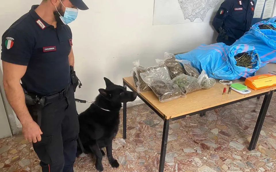 Undici chili di marijuana nascosti in magazzino: arrestati due uomini di Cetraro