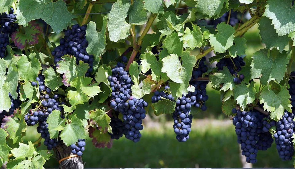 Agricoltura, oltre 2 milioni di euro per rinnovare i vigneti calabresi
