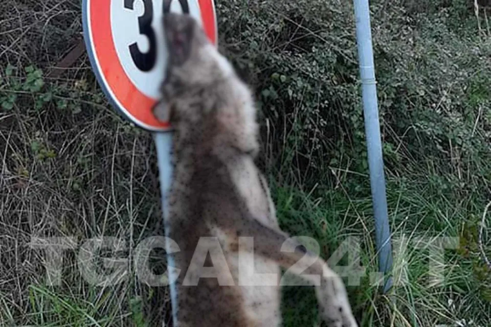 Orrore a Marcellinara, lupo morto appeso ad un cartello stradale