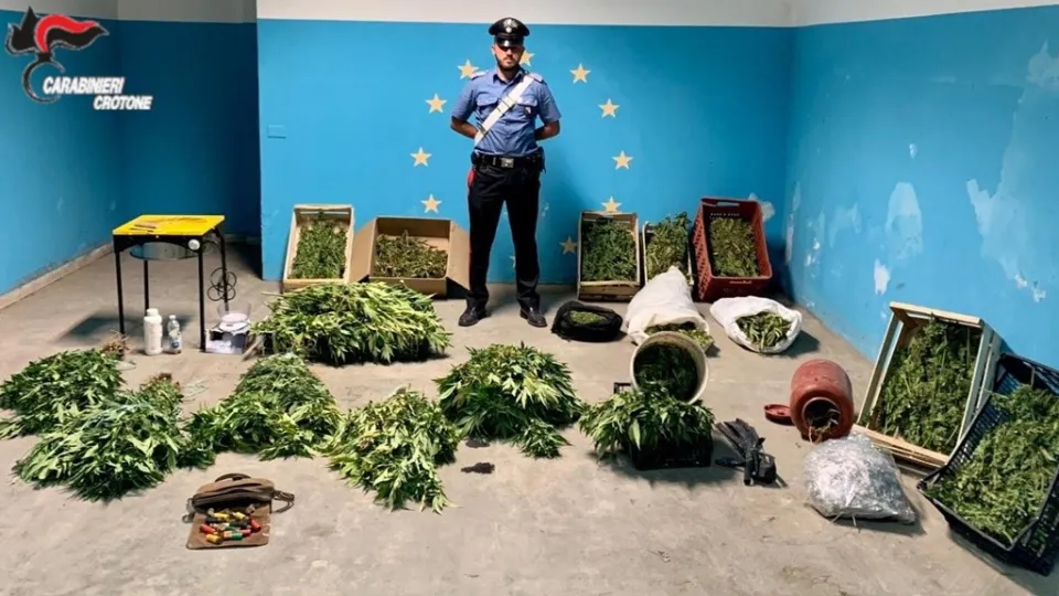 Ritrovate nel Crotonese oltre 147 piantine di marijuana: tre le persone arrestate
