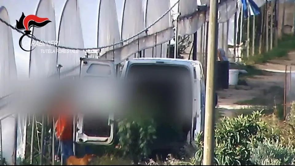 Produzione e spaccio di marijuana nel Reggino: 11 arresti