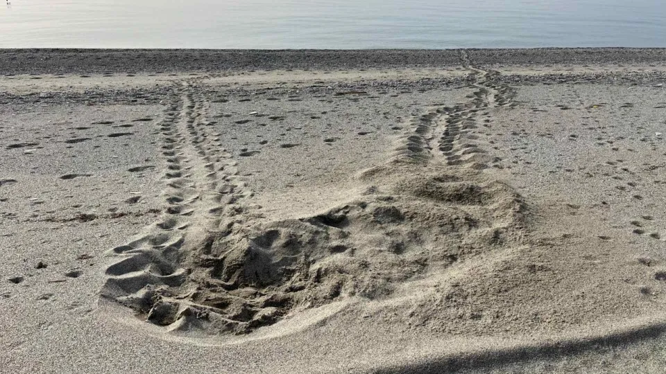 Trovati i primi due nidi di "Caretta caretta"