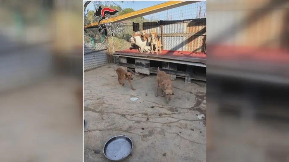 Scoperto allevamento di cani in una struttura abusiva: denunciato 67enne crotonese