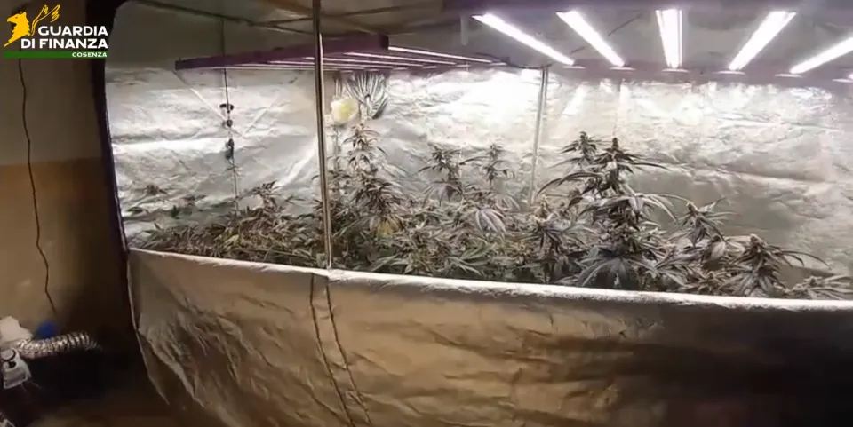 Laboratorio di marijuana in casa: un arresto a Cetraro