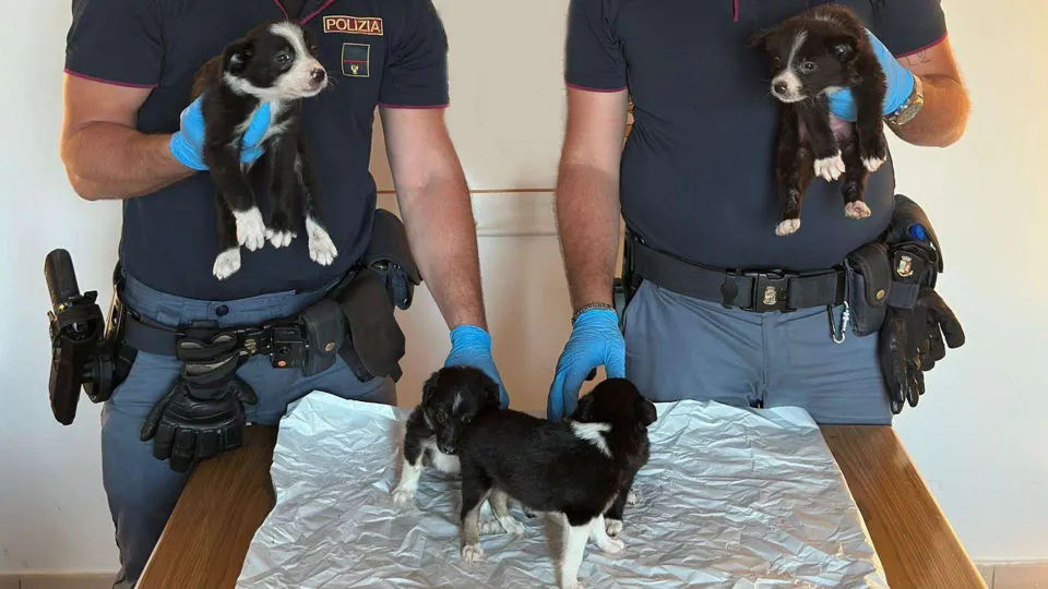 Trasportavano 5 cuccioli di border-collie, denunciati per traffico illecito di animali