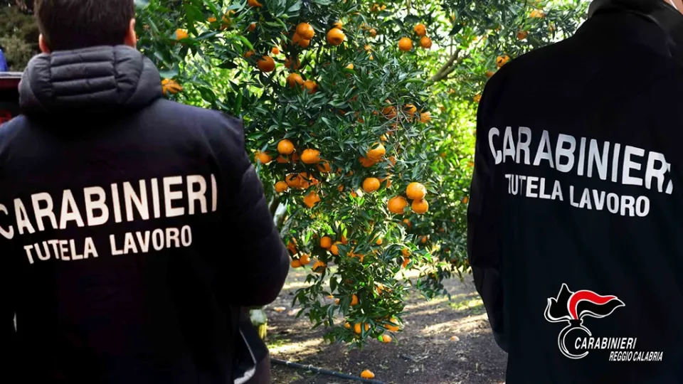 Lotta al caporalato, 3 arresti nel Reggino: la "paga" era di 1 euro a cassetta d'agrumi raccolta