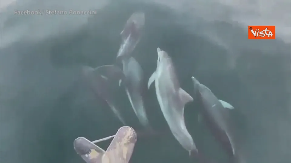 Rimini, avvistata al largo della costa una famiglia di delfini (VIDEO)