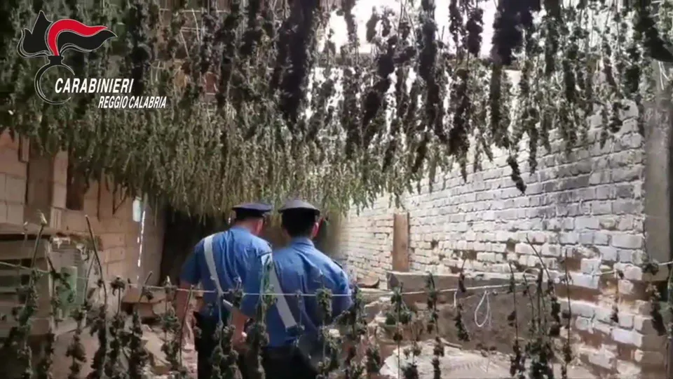 Taurianova: 44enne condannato per possesso di 250 kg di marijuana