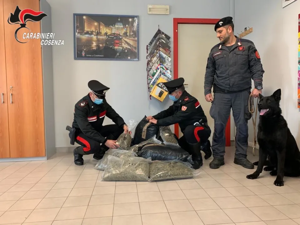 Sorpresi in casa con oltre 15 kg di marijuana: due arresti a Cetraro