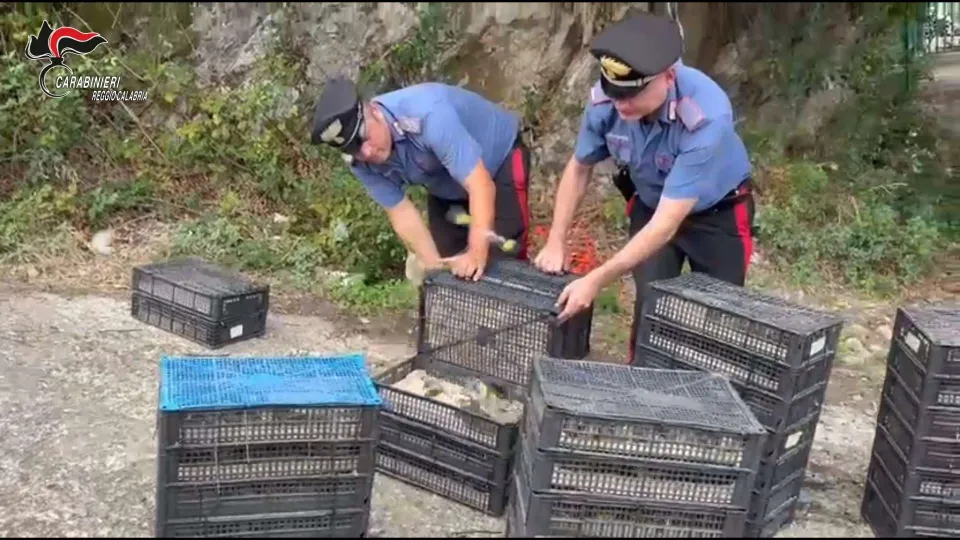 Villa San Giovanni, viaggiava con 2.200 uccelli protetti: denunciato