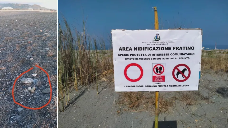 Scoperto un nido di fratino sulla spiaggia di Grisolia