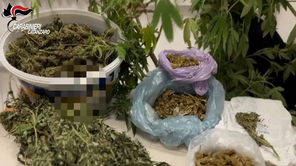 Coltivava marijuana nel terreno di casa: arrestato 54enne a Lamezia Terme