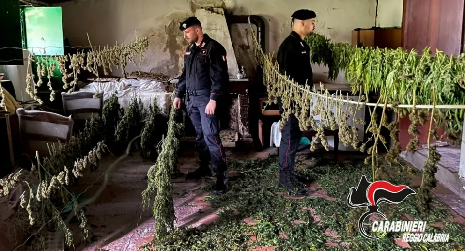Gioia Tauro: rinvenuti oltre 30 chili di marijuana pronta alla vendita