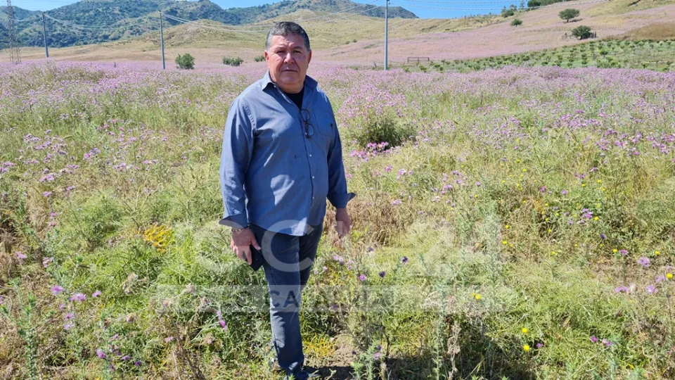 IO SCELGO CALABRIA - La raccolta del Cardo Selvatico nei campi di Brancaleone: l'infuso arricchirà il pregiato amaro Cardus