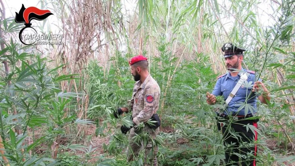 Sequestrate tre piantagioni di marijuana con oltre mille piantine