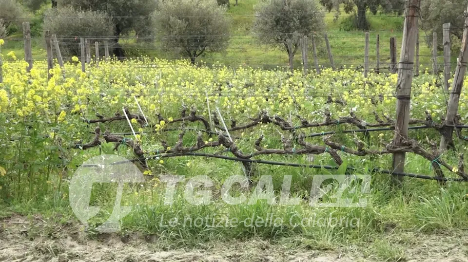 Vigne, il soccorso per il cambiamento climatico arriva dal passato