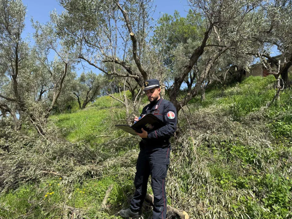 Devastazione ambientale: 280 ulivi distrutti, multa da 215mila euro
