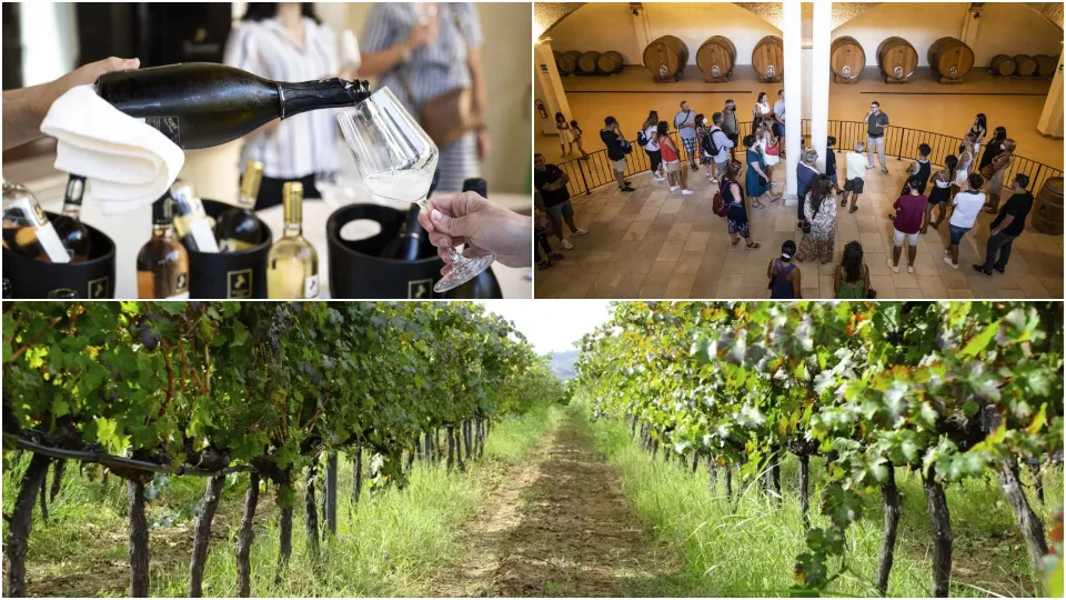 Senatore Vini: un 2026 ricco di soddisfazioni