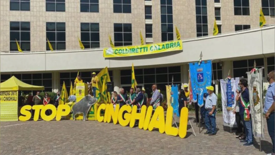Cinghiali, l'allarme di Coldiretti Calabria: "Emergenza in Sila"