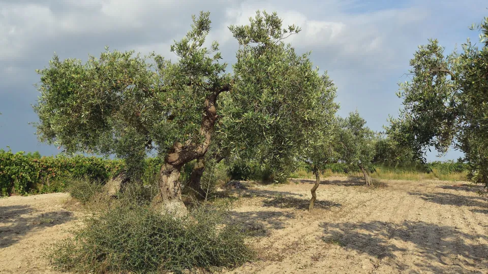 Crisi dell’olio, la Calabria chiede sostegni per il comparto