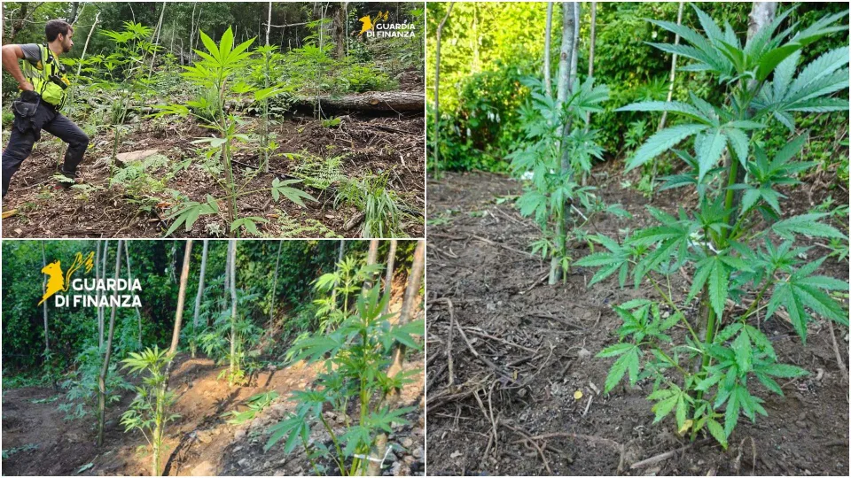 Sequestrate nel Vibonese oltre 1300 piantine di marijuana