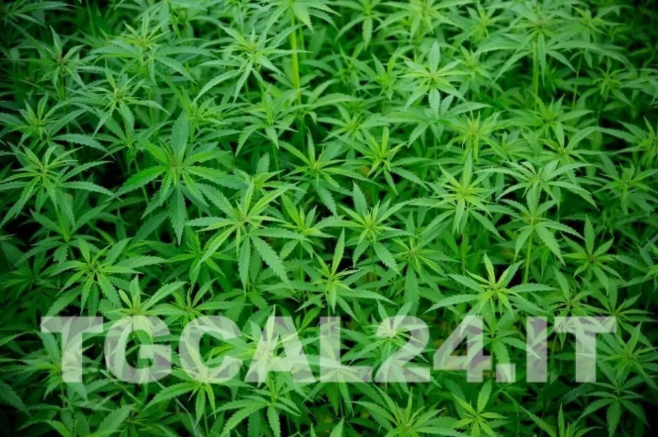 Aveva piantato cannabis vicino al suo camper: arrestata turista a Squillace