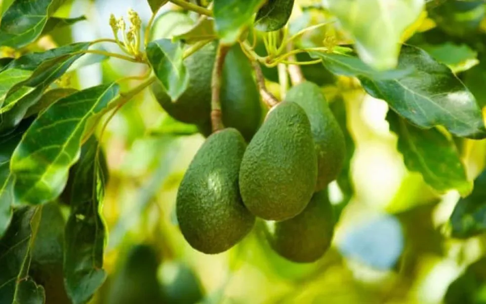 Frutti tropicali e piccoli frutti: dalla Regione un bando da 16 milioni per la filiera
