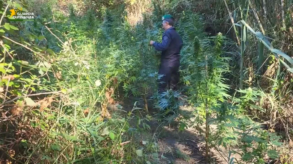 Oltre 1300 piante di marijuana sequestrate tra Tiriolo e Settingiano