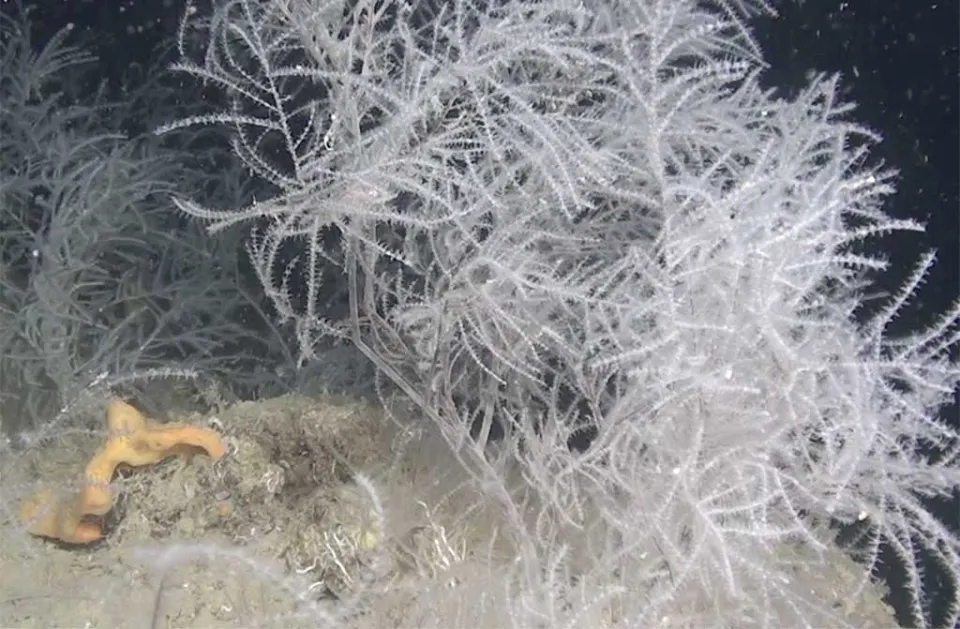 Corallo nero, corallo rosso ed altre specie rare: l'incredibile biodiversità nella secca di Amendolara