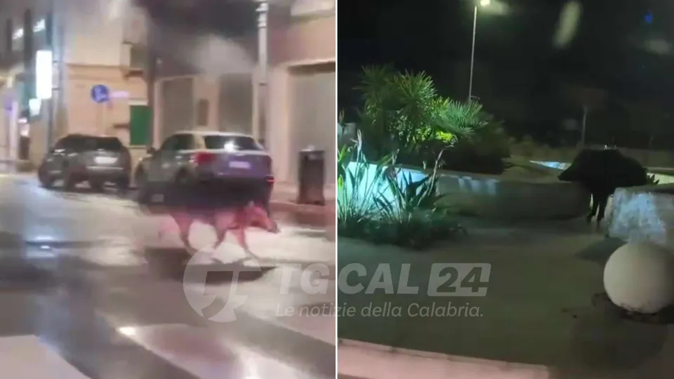 VIDEO | Crotone, avvistati cinghiali nel centro cittadino