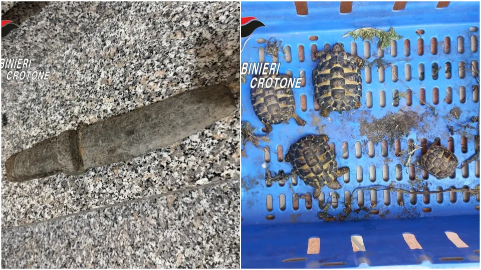 Trovati un reperto archeologico e quattro tartarughe a rischio estinzione nel crotonese
