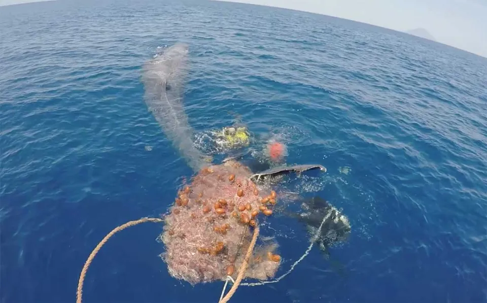 Le immagini della liberazione di un capodoglio rimasto impigliato in una rete da pesca illegale (Video)