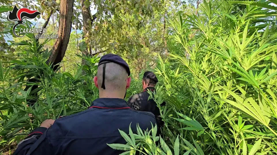 Rosarno, scoperta coltivazione di marijuana: tre persone finiscono ai domiciliari