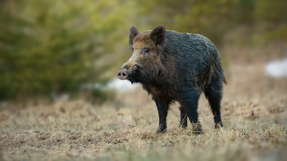 Tragedia nel Cosentino: muore dopo l'aggressione di un cinghiale