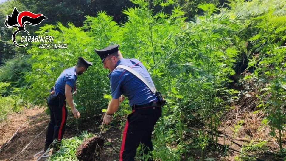 Scoperta e distrutta una piantagione di marijuana nel Reggino