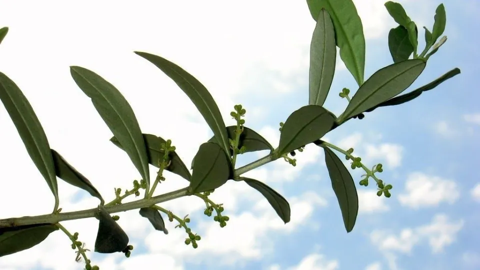 Venti persone in chiesa alla messa della domenica delle Palme: è successo nel Vibonese