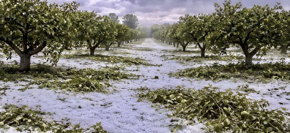 Maltempo 1 aprile, Regione chiede lo stato di calamità per l’agricoltura
