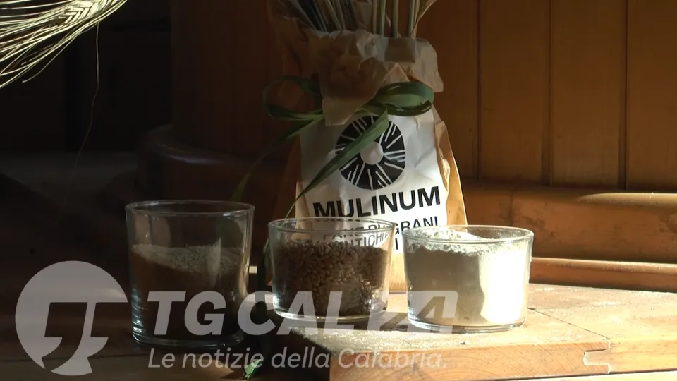 Grani antichi calabresi, presentato il progetto di Mulinum e Unical