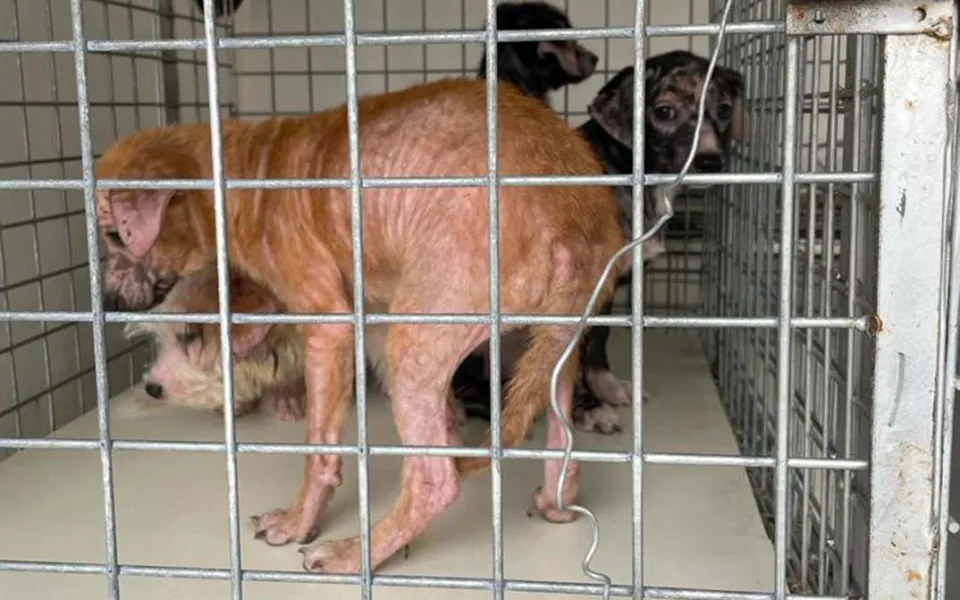 Aveva in casa 29 cani in gravi condizioni igienico-sanitarie: una denuncia a Crotone per maltrattamento di animali