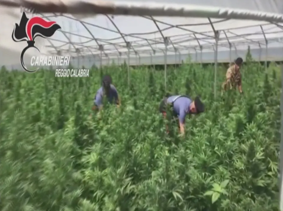 "Piana stupefacente", i numeri dell'operazione: 15 arresti, 13 milioni di dosi e 100 milioni di ricavi (VIDEO)