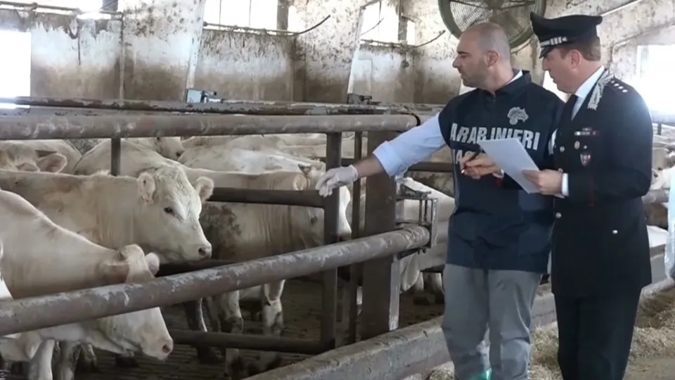 Sequestrato allevamento di bestiame nel Catanzarese: segnalato titolare e multa di 5mila euro