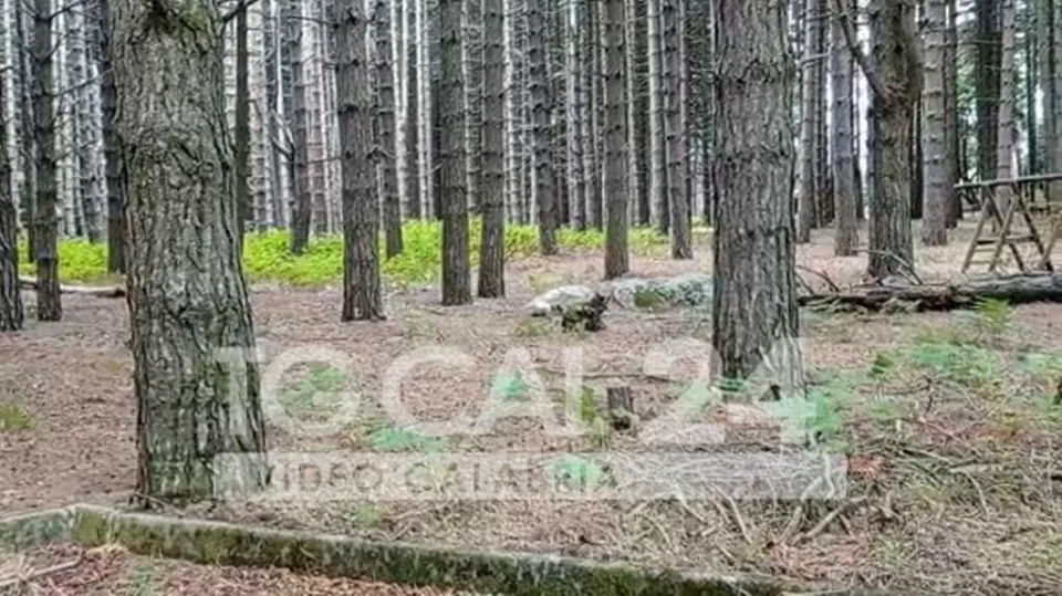 Ventenne uccisa dal branco di cani nel Catanzarese: individuato il presunto proprietario (VIDEO)