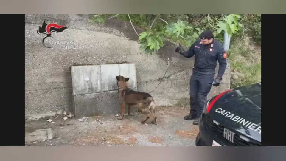 Pentone, controlli dei Carabinieri: multe, droga sequestrata e patenti ritirate