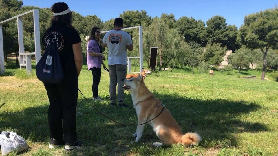 Imparare a crescere insieme al proprio cane