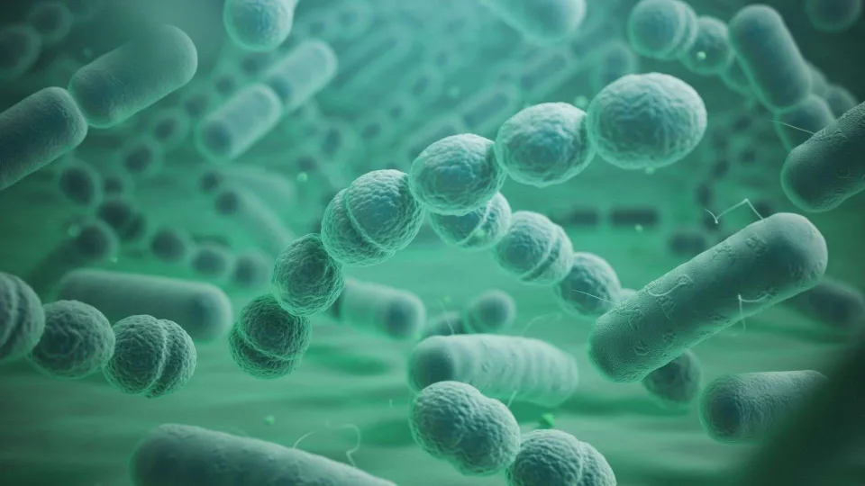 Osteoartrite del ginocchio, uno studio collega la malattia all'influenza del microbiota