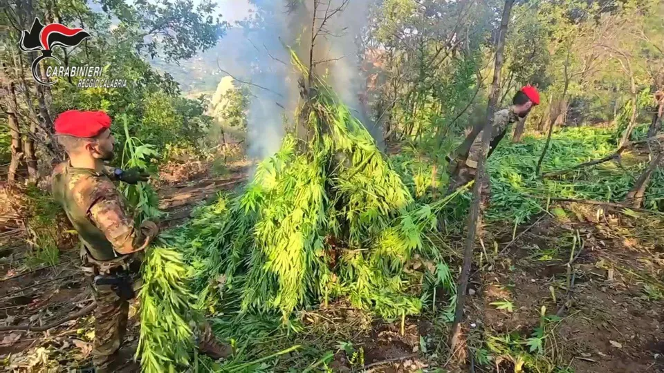 Scoperta e distrutta maxi piantagione di marijuana nella Locride