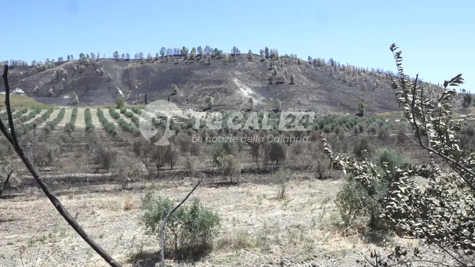 Due incendi in pochi giorni colpiscono azienda agricola nel Crotonese