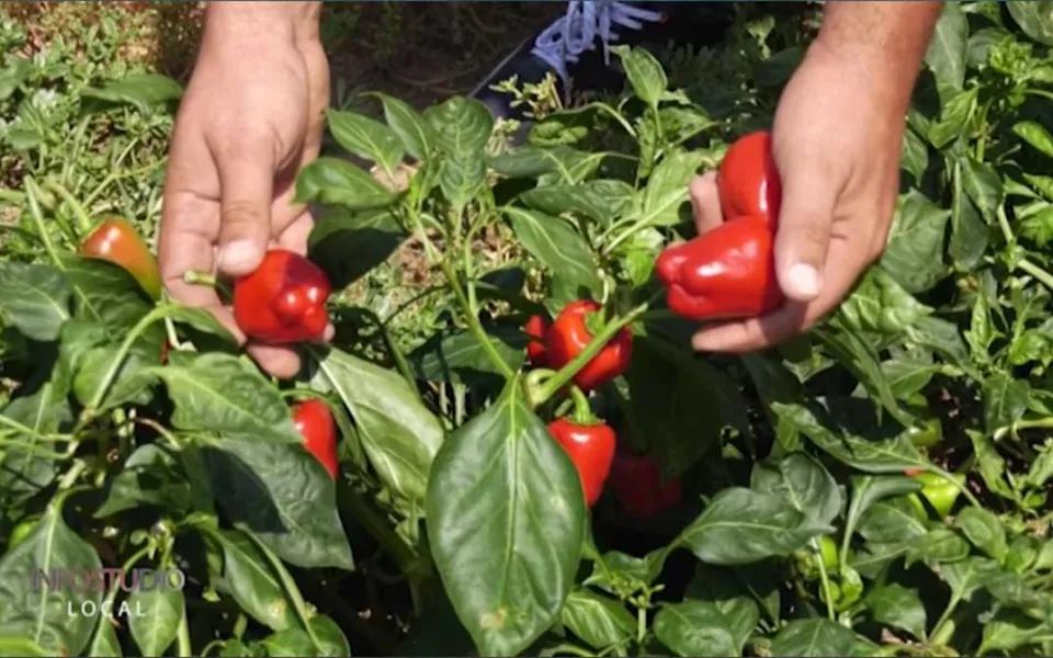 Dalla cipolla di Tropea al peperoncino "tri pizzi": il monte Poro è una risorsa ancora tutta da sfruttare
