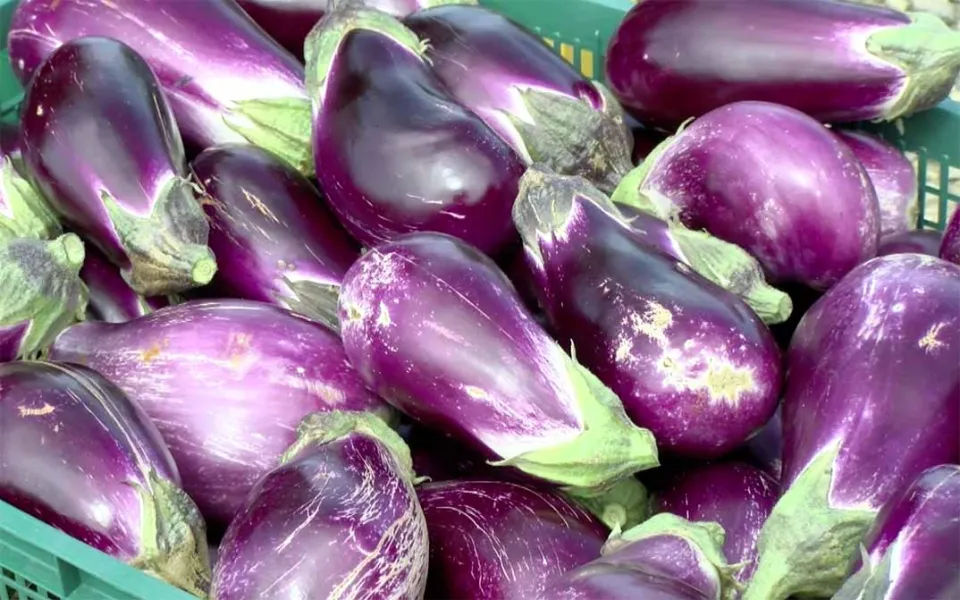La melanzana "violetta di Longobardi", marcatore identitario dalle enormi potenzialità